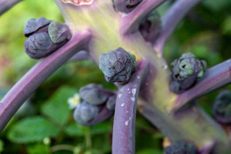 what-to-plant-now-for-your-fall-and-winter-garden-mother-earth-news